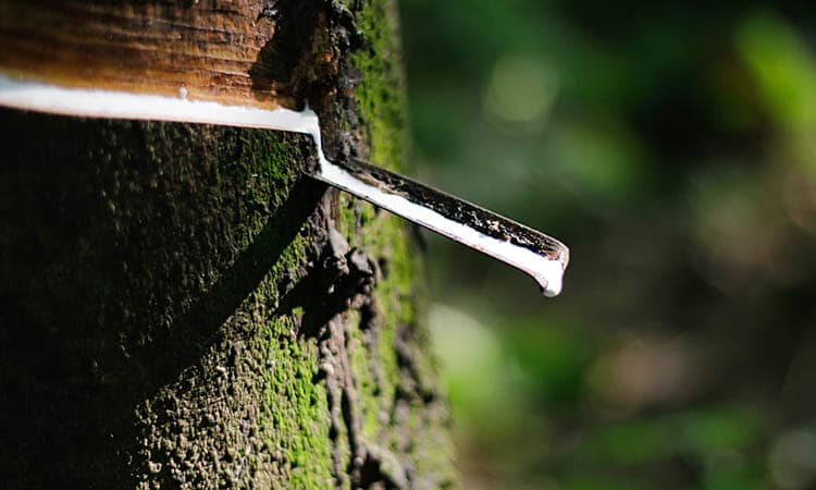 Tập đoàn Công nghiệp Cao su Việt Nam xử lý vấn đề Báo NNVN nêu 