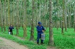 VRG thực hiện tốt nhất việc sắp xếp, đổi mới nông lâm trường quốc doanh 