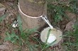 Cao su Nghệ An gặp khó