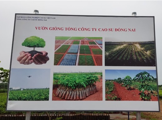 Choáng ngợp với vườn giống cây cao su 1 triệu cây đều tăm tắp 