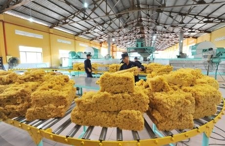 Xuất khẩu cao su của Việt Nam sang Trung Quốc giảm, thị trường chứa đựng nhiều yếu tố bất lợi