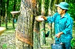 Giá cao su kỳ hạn Tokyo phục hồi từ mức thấp 7 tuần