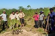 Kon Tum: Nhìn lại 3 năm thực hiện Đề án chính sách hỗ trợ phát triển cao su tiểu điền