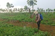 Định hướng phát triển cây cao su tại 3 huyện phía Nam