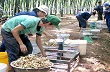 Đồng Nai: Xuất khẩu cao su tháng 7 tăng cao