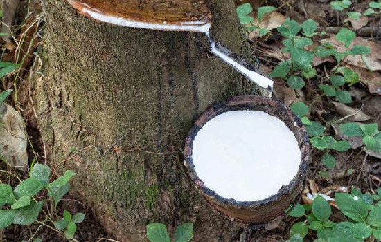 Giá cao su hôm nay 7/4: Cập nhật giá cao su trong nước và thế giới