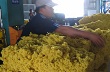 2015: Người trồng cao su sẽ khó có lãi 