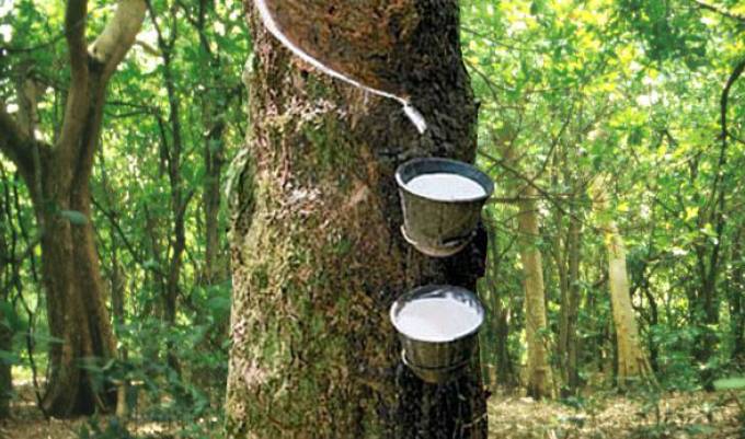Giá cao su hôm nay 9/5: Tăng - Giảm không đồng nhất