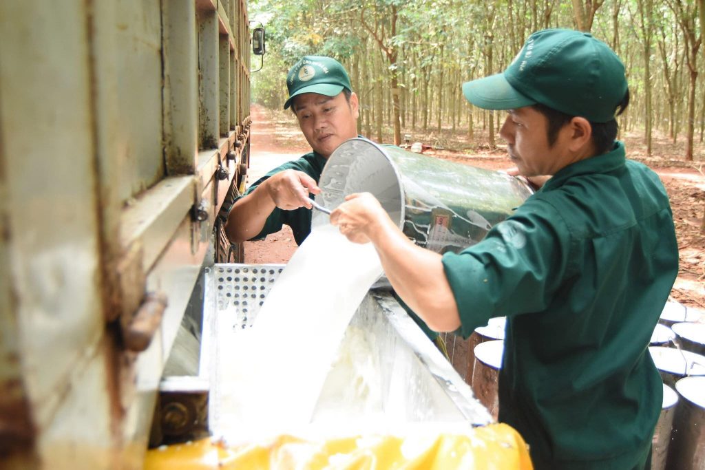 Cao su Bà Rịa: Bảo vệ môi trường, phát triển bền vững