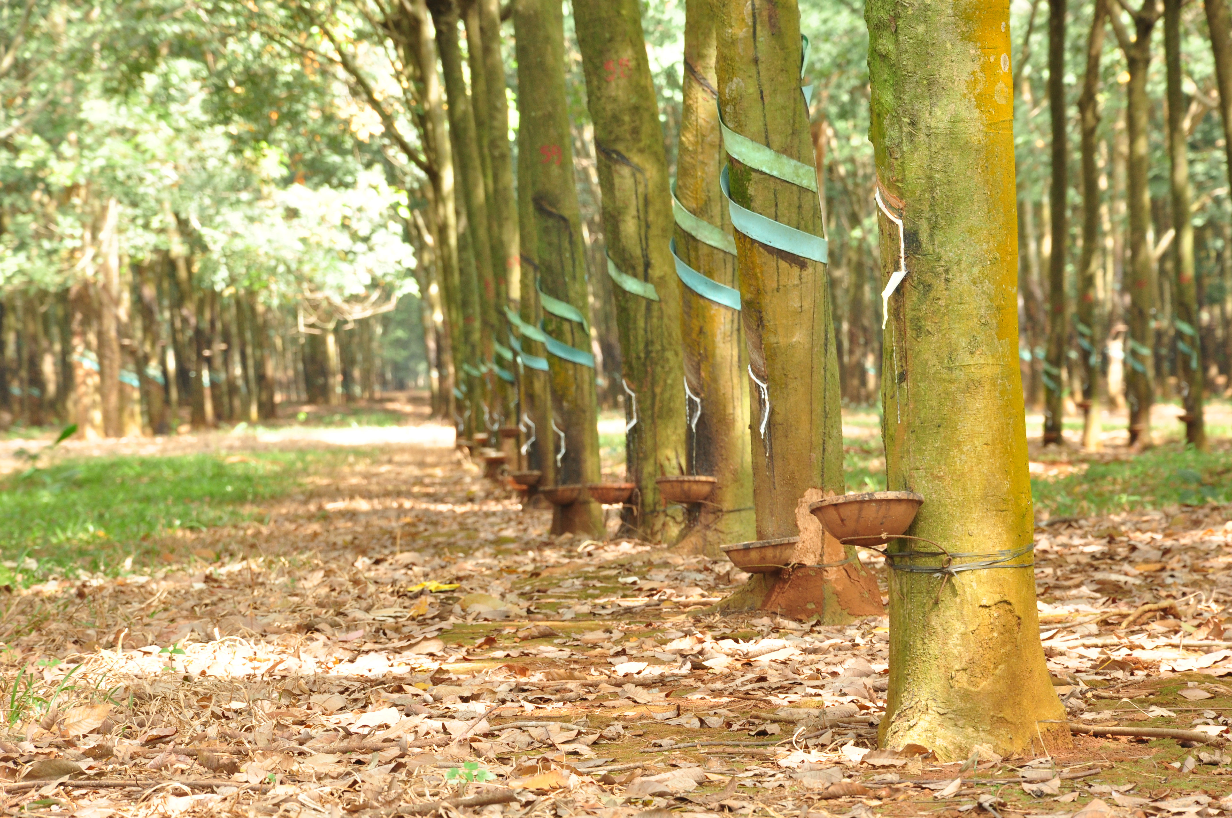 Giá cao su đầu tháng 8 đồng loạt đi lên