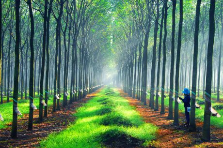 Cao su Việt Nam (GVR): Đặt mục tiêu doanh thu gần 25.000 tỷ đồng, kỳ vọng giá mủ cao su phục hồi