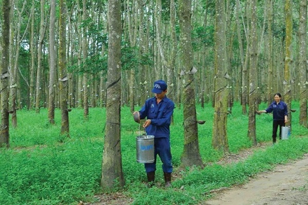 Giá cao su thế giới tăng phiên thứ 4 liên tiếp