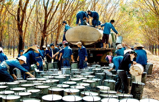 Xuất khẩu cao su tăng trưởng tích cực nhờ giá cao su tăng mạnh