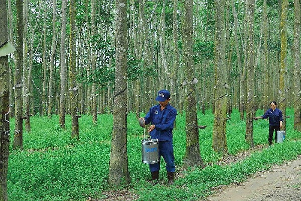 Giá cao su Nhật Bản lên cao nhất kể từ tháng 2