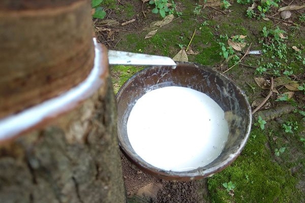 Tín hiệu tích cực với thị trường cao su
