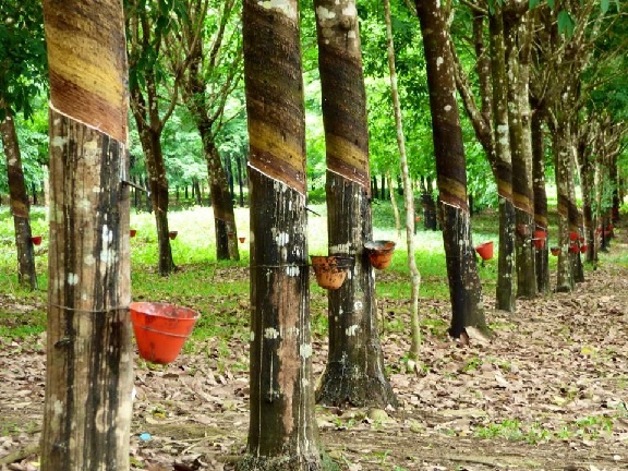 Giá cao su hôm nay 7/7: Bật tăng trên sàn giao dịch Thượng Hải