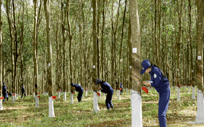 Cập nhật giá cao su hôm nay 11/11: Giữ đà tăng