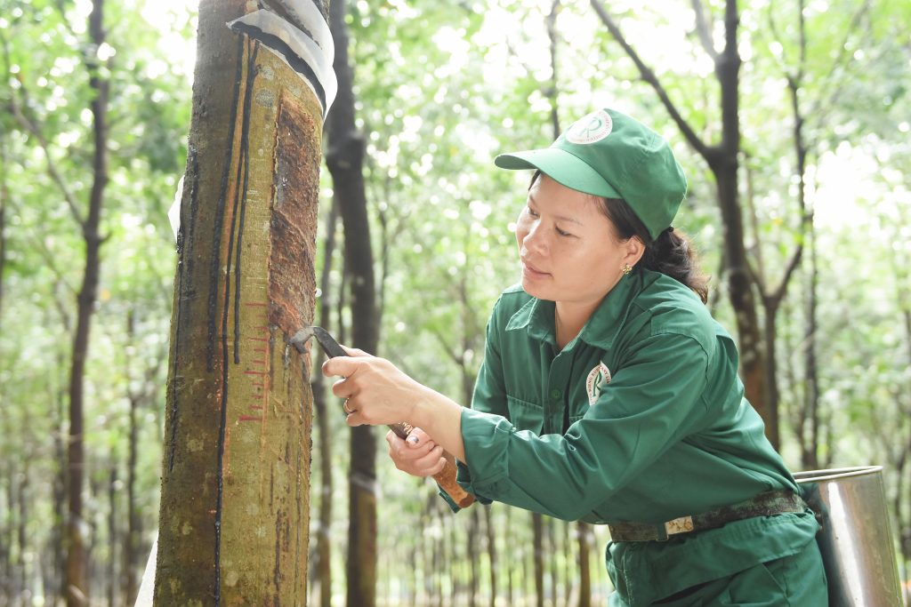 Cao Su Tân Biên lãi ròng quý I tăng 72% do sản lượng tăng