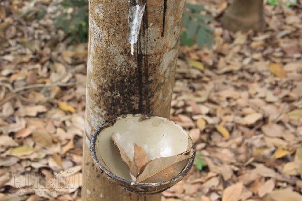 Giá cao su thế giới tăng giảm trái chiều
