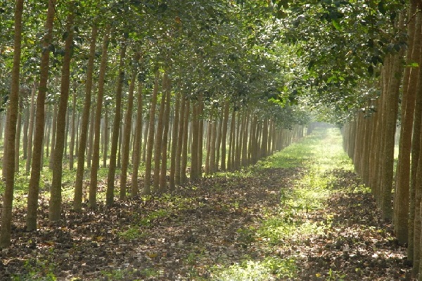 Nguồn cung gián đoạn tại Thái Lan đẩy giá cao su tăng vọt