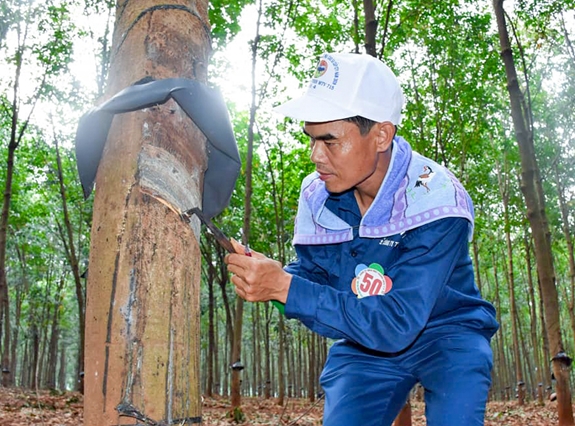 “Bàn tay vàng” khai thông dòng nhựa trắng