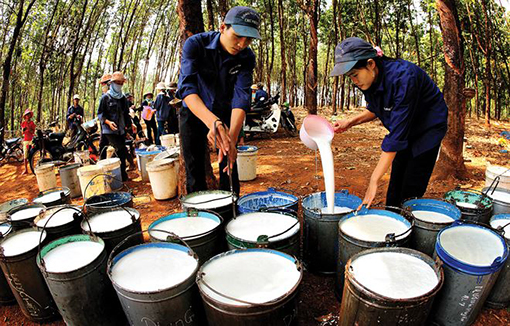 VCSC: KCN VSIP III sẽ dẫn dắt đà tăng trưởng Cao su Phước Hòa từ năm 2021