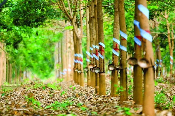 Giá cao su hôm nay giá cao su kỳ hạn đồng loạt tăng