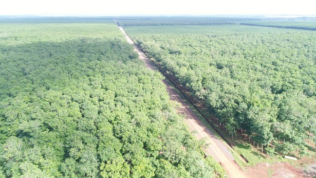 Phát triển VRG theo hướng bền vững, hài hòa giữa phát triển kinh tế – trách nhiệm với xã hội – bảo vệ môi trường