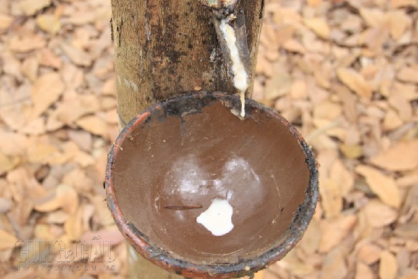 Giá cao su trong nước cao chót vót, châu Á giảm đồng loạt