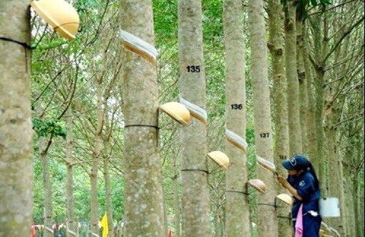 Giá cao su hôm nay 3/3: Đồng loạt giảm trên các sàn Châu Á