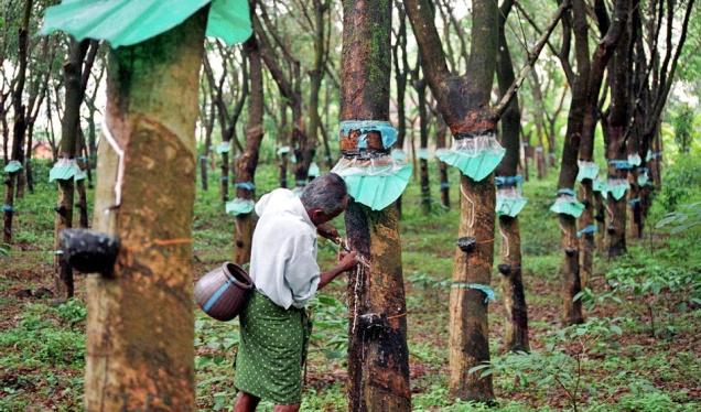 Giá cao su Nhật Bản tăng nhẹ sau 2 phiên giảm liên tiếp