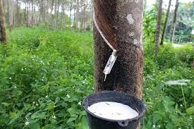 Giá cao su hôm nay 25/6: Phiên sáng giảm nhẹ