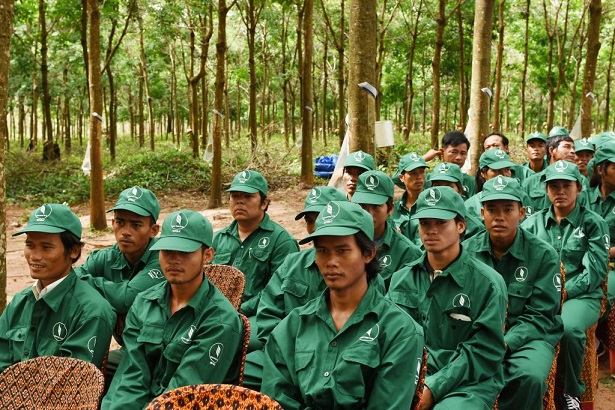 Cao su Đồng Nai – Kratie phấn đấu vượt kế hoạch sản lượng 6%