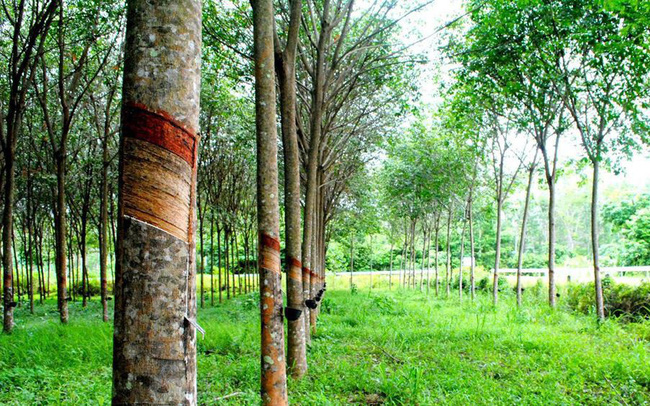 TT cao su châu Á ngày 29/7/2020: Giá tại OSE tăng