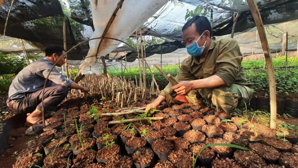 Bình Phước: Gieo ươm hơn 90.000 cây lâm nghiệp các loại để trồng rừng phân tán