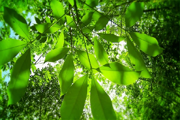 Doanh nghiệp cao su gặp khó năm 2023, kỳ vọng gì cho 2024?