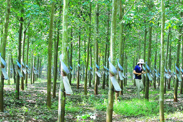 Giá cao su trong nước tăng, thế giới bấp bênh
