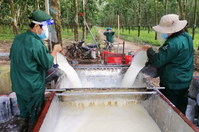 Sẽ hoàn thành kế hoạch sản xuất và tiêu thụ cao su 