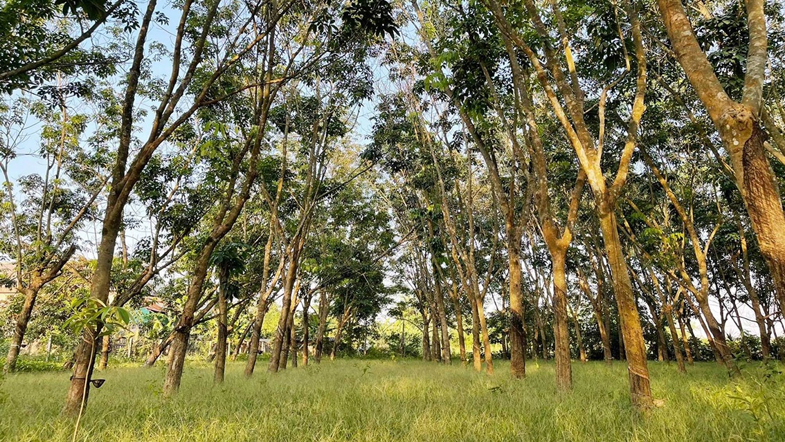 Vàng trắng hồi sinh