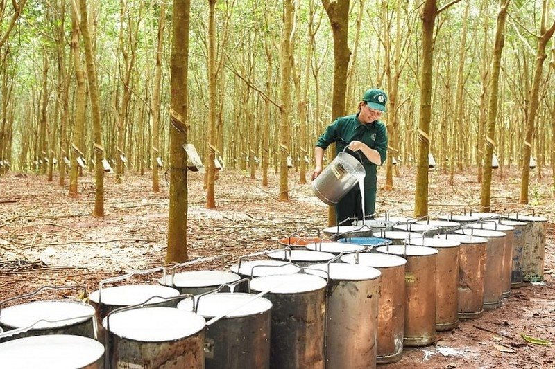 Giá cao su tăng trở lại trên sàn châu Á 
