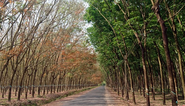 Cổ phiếu cao su thiên nhiên ‘âm thầm’ tăng giá