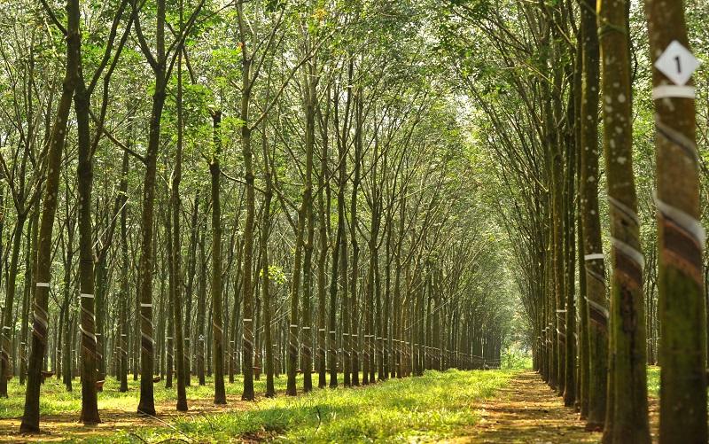 Cao su Đồng Phú (DPR) chuẩn bị tạm ứng cổ tức năm 2021 với tỷ lệ 15%