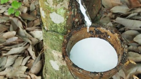Giá cao su hôm nay 26/5: Điều chỉnh trái chiều tại sàn châu Á