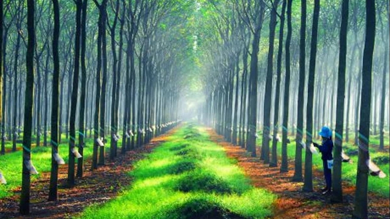 Về nơi cây Cao su cho mủ