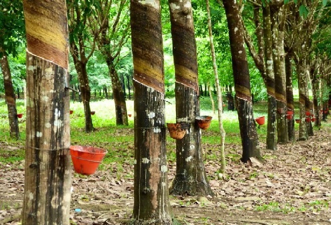 Giá cao su hôm nay 13/4: Thị trường Nhật Bản 