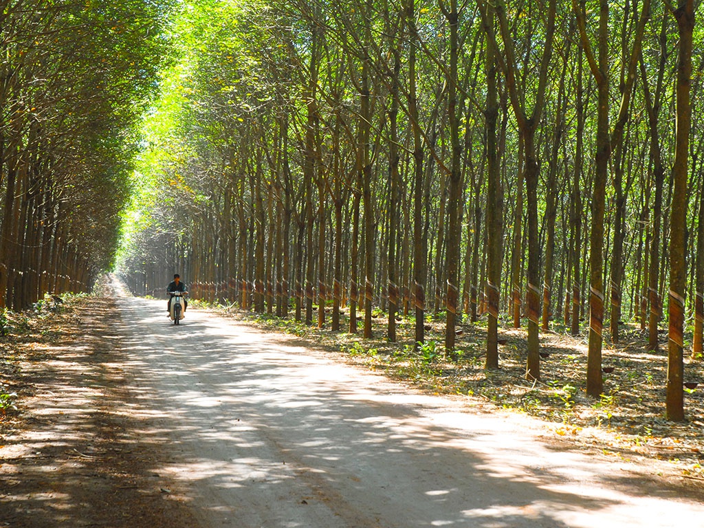 Bình quân mỗi ngày, Tập đoàn Công nghiệp Cao su Việt Nam lãi hơn 12,6 tỷ đồng