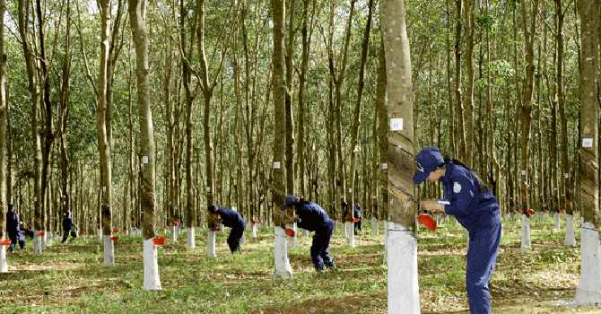 Cao su Tây Ninh hạ mục tiêu lợi nhuận năm 2021 còn 50% so với năm 2020