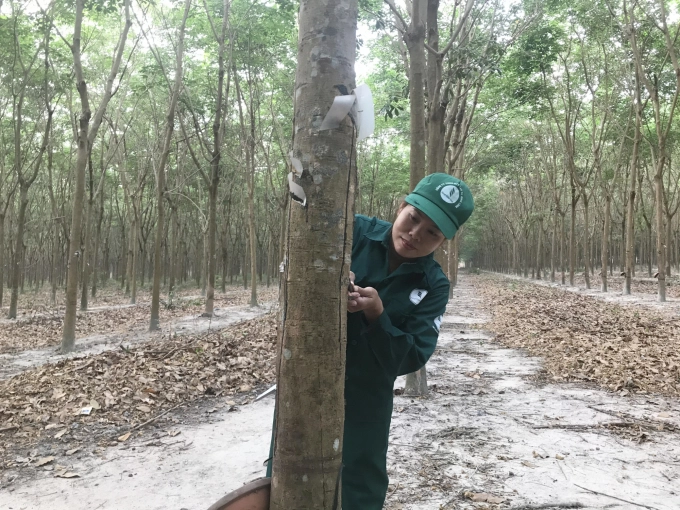 Cao su bước vào thời kỳ phục hồi giá 