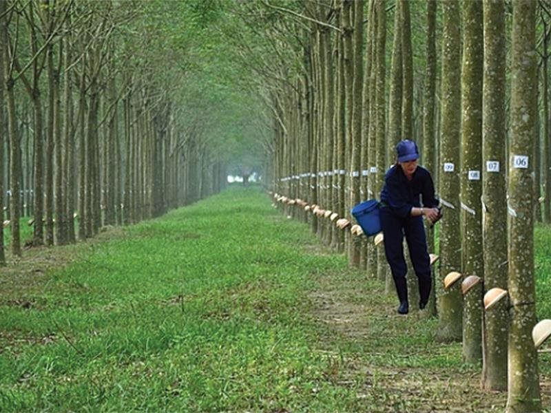 Giá cao su tăng đồng loạt ngày 10/03/2021