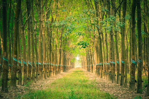 “Vàng trắng” lại được giá
